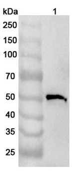 HEPACAM2 Rabbit Polyclonal Antibody