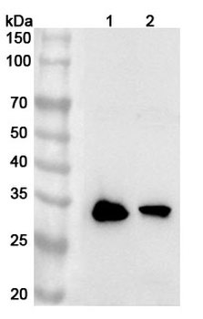 CHCHD6 Rabbit Polyclonal Antibody