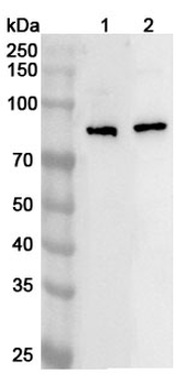 ECD Rabbit Polyclonal Antibody