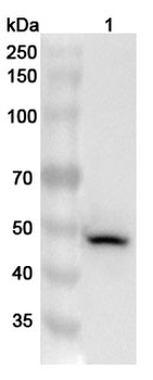 KRT36 Rabbit Polyclonal Antibody