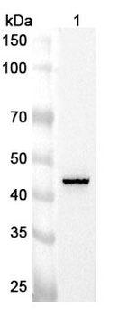 EIF3G Rabbit Polyclonal Antibody