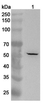TRIM13 Rabbit Polyclonal Antibody