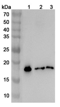 MAFK Rabbit Polyclonal Antibody