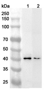 RNF13 Rabbit Polyclonal Antibody