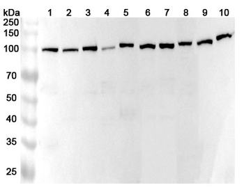 NKRF Rabbit Polyclonal Antibody