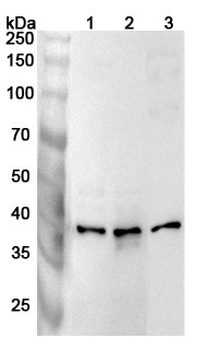 POLR1C Rabbit Polyclonal Antibody