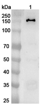 PFAS Rabbit Polyclonal Antibody