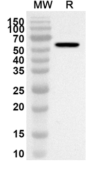 IFIT3 Rabbit Polyclonal Antibody