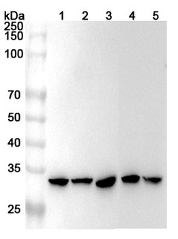 COPE Rabbit Polyclonal Antibody