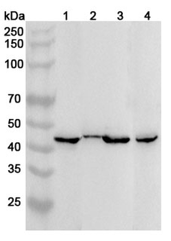 CD82 Rabbit Polyclonal Antibody
