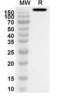 Imdevimab Rabbit Polyclonal Antibody