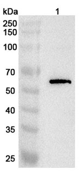 ACVRL1/ALK-1 Rabbit Polyclonal Antibody
