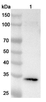 IGFBP1 Rabbit Polyclonal Antibody