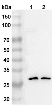 CLDN18/Claudin-18 Rabbit Polyclonal Antibody