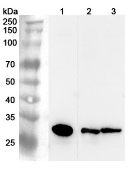 CTSZ Rabbit Polyclonal Antibody
