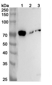 DLL4 Rabbit Polyclonal Antibody