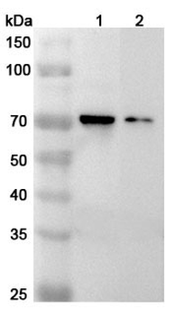 IL1RL2/IL-36R Rabbit Polyclonal Antibody