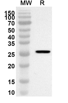 CD163 Rabbit Polyclonal Antibody