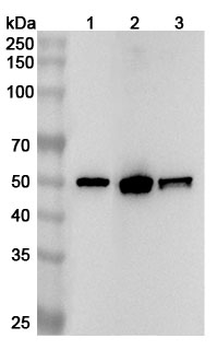 TP53/p53 Rabbit Polyclonal Antibody