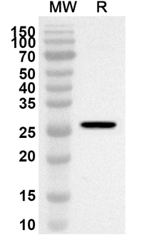 COQ4 Rabbit Polyclonal Antibody