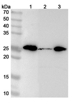 MRPL48 Rabbit Polyclonal Antibody