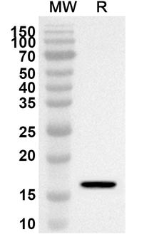 MSRB3 Rabbit Polyclonal Antibody