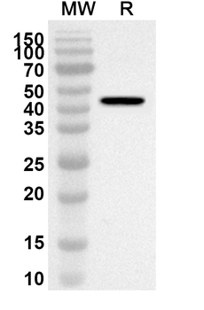 EIF4A2 Rabbit Polyclonal Antibody