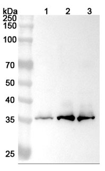 STX4 Rabbit Polyclonal Antibody