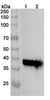 ARG1/Arginase-1 Rabbit Polyclonal Antibody