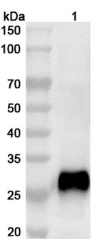 HMPV F/Fusion glycoprotein F0 Rabbit Polyclonal Antibody