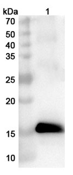 MPXV A42R/Profilin Rabbit Polyclonal Antibody