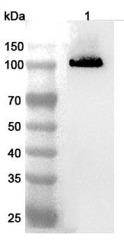 CDH9/Cadherin-9 Rabbit Polyclonal Antibody