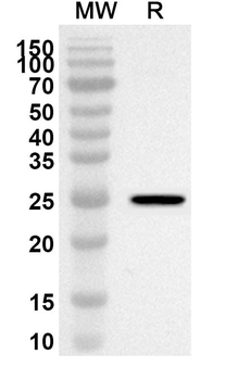 APCDD1 Rabbit Polyclonal Antibody