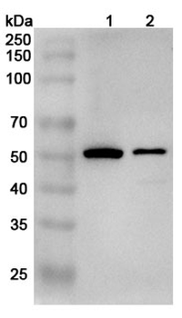 BTN2A2 Rabbit Polyclonal Antibody