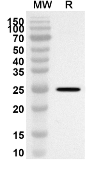 CD353/SLAMF8 Rabbit Polyclonal Antibody