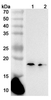 IL36G/IL-1F9 Rabbit Polyclonal Antibody