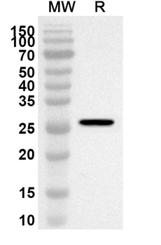 CD171/L1CAM Rabbit Polyclonal Antibody