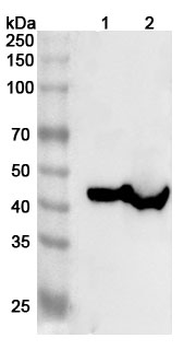 LRPAP1 Rabbit Polyclonal Antibody