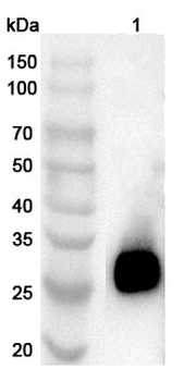 CRISP2 Rabbit Polyclonal Antibody