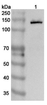 CD324/CDH1 Rabbit Polyclonal Antibody
