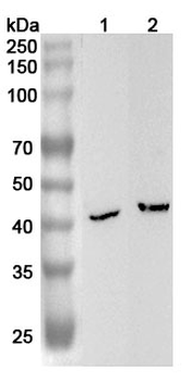 B4GALT6 Rabbit Polyclonal Antibody