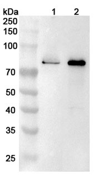 ARID3A Rabbit Polyclonal Antibody
