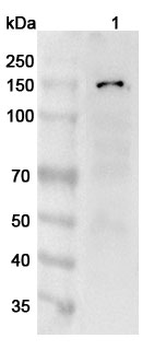 ANO1 Rabbit Polyclonal Antibody