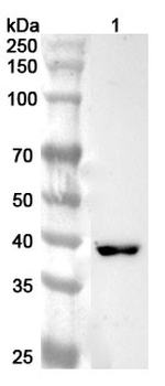 EXOG Rabbit Polyclonal Antibody