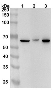 SALL4 Rabbit Polyclonal Antibody
