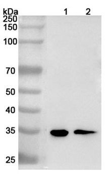 HMG20B Rabbit Polyclonal Antibody