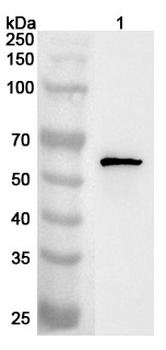 PYGO2 Rabbit Polyclonal Antibody