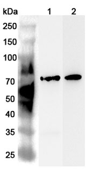 STAM Rabbit Polyclonal Antibody