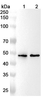 SLC18A2 Rabbit Polyclonal Antibody