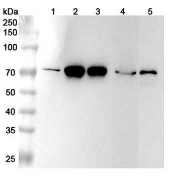 LMNB2 Rabbit Polyclonal Antibody
